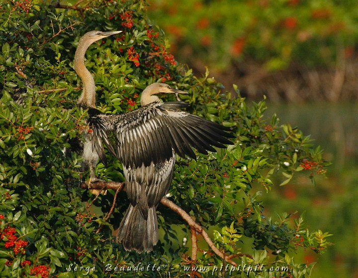 2009-01-06 08-41-20__MG_0559.JPG